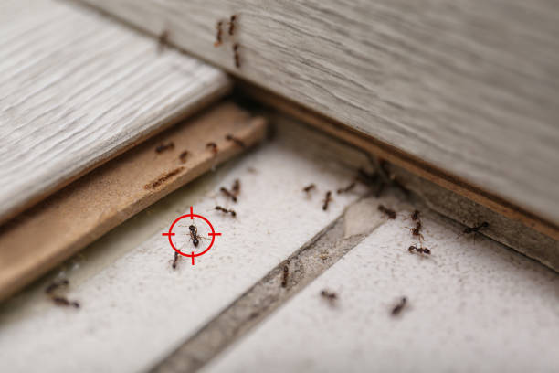 Best Mosquito Control Services  in Valley Mills, TX
