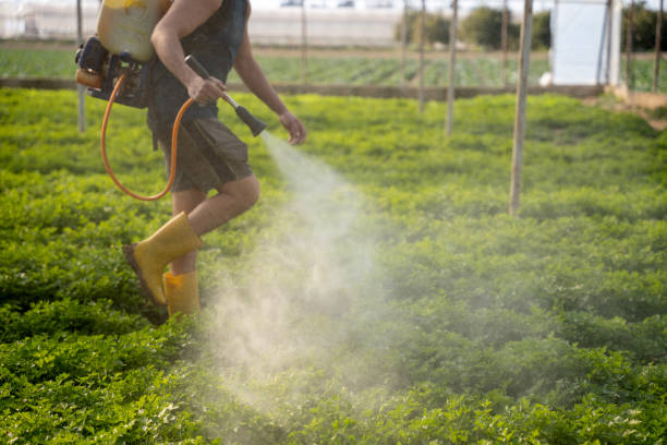 Best Ant Control Services  in Valley Mills, TX