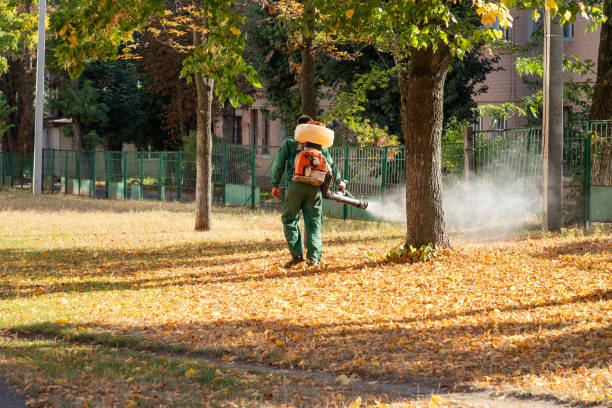 Best Flea Control Services  in Valley Mills, TX