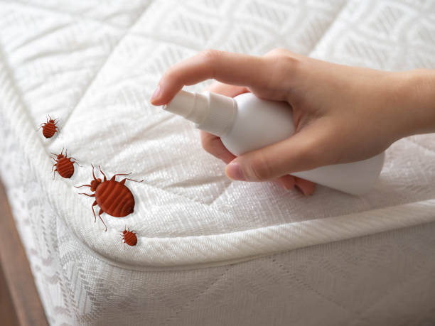 Best Pest Prevention Services  in Valley Mills, TX