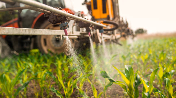 Best Ant Control Services  in Valley Mills, TX